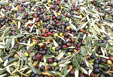 Close-up of olives harvested at Frantoio Galantino, Bisceglie, Puglia, Italy, Europe