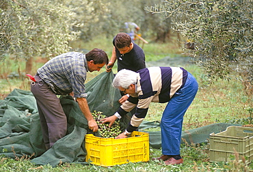 Michele Galantino gathering olives for fine extra virgin oil on his estate, Bisceglie, Puglia, Italy, Europe