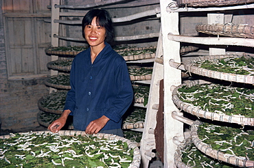 Woman working in Shajiao Commune growing silk worms, China, Asia