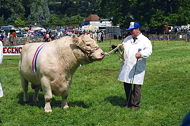 Man leading Beef Shorthorn rare breed bull at the Singleton Show, Singleton, Upper Hunter Valley, New South Wales, Australia, Pacific