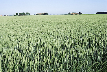 Wheat, North East Friesland, Holland, Europe