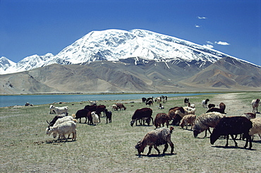 Livestock grazing near Karakuli Lake on the Karakorum Highway in Xinjiang, China, Asia