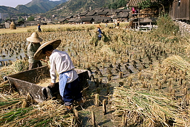 Rice being cut and threshed, Guizhou province, China, Asia