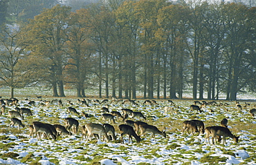 Deer in snow, Petworth, Sussex, England, United Kingdom, Europe