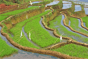 Rice terraces with bird scarers in Guangxi, China, Asia