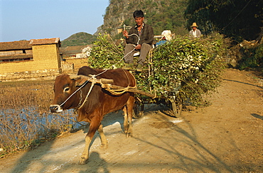 Oxen bringing in wood, Sani village, Qiubei County, Yunnan, China, Asia