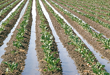 Irrigation, Salinas, California, United States of America, North America