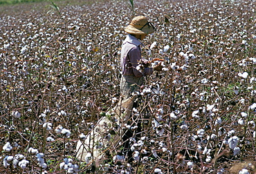 Cotton picking, Sao Paolo State, Brazil, South America