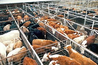 Breeding grazing feed lot, final fattening, resold at each stage, cattle auction, Texas, United States of America, North America