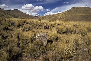 Bunch grass on windswept Altiplano, Puno, Cuzco, Peru, South America