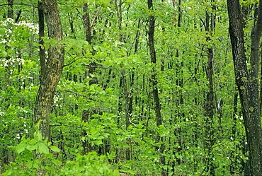 Decidous woodland, west Virginia, United States of America, North America