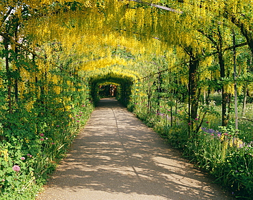 Laburnum Walk in Wilderness Gardens, Hampton Court, Greater London, England, United Kingdom, Europe