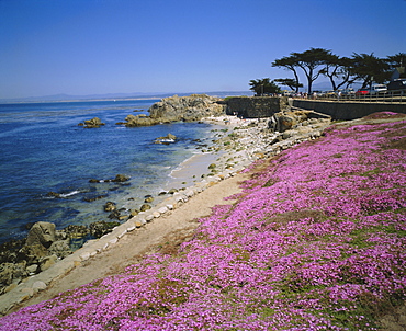 Carpet of mesembryanthemum flowers, Pacific Grove, Monterey, California, USA, North America