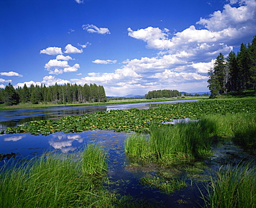 Water lilies on Swan Lake, Grand Teton National Park, Rocky Mountains, Wyoming, United States of America, North America