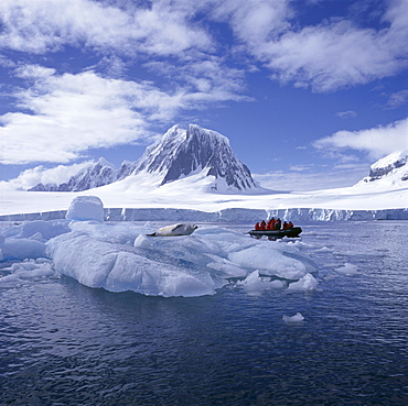 Tourists in rigid inflatable boat approach a seal lying on the ice, west coast of the Antarctic Pensinula, Antarctica, Polar Regions