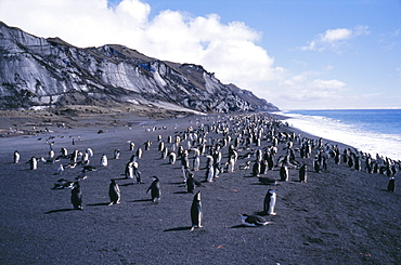 Black and white chinstrap penguins, black volcanic beach and black glacier, Deception Island, Antarctica, Polar Regions