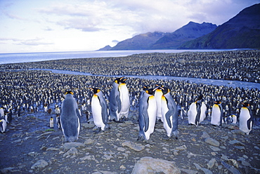 King penguins, South Georgia, South Atlantic