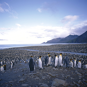 King penguin rookery, South Georgia, South Atlantic, Polar Regions