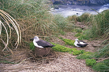 Yellow-nosed albatross, Gough Island, Tristan da Cunha Group, South Atlantic