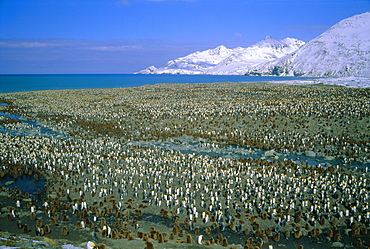 King penguin colony, St Andrew's Bay, South Georgia Island, South Atlantic