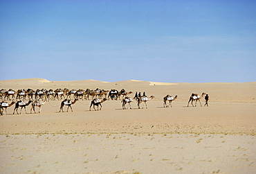 Camel train carrying salt, Taoudenni, Timbuktoo, Mali, Africa