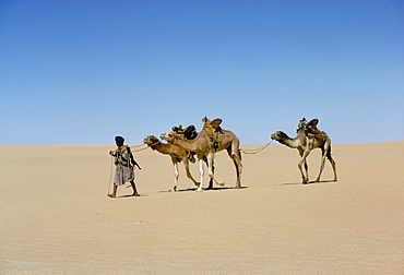 Part of escort to camel train in Empty quarter of Mauritania-Mali, Africa