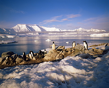 Gentoo penguins on Wiencke Island, with Anvers Island in distance, Antarctic Peninsula, Antarctica, Polar Regions