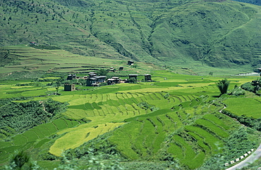 Rice terraces, Bhutan, Asia