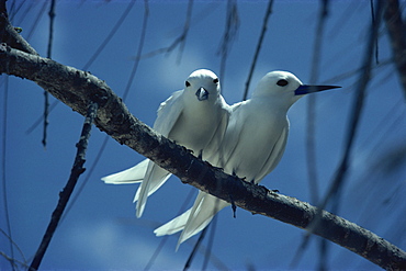 Fairy terns, Seychelles, Indian Ocean, Africa