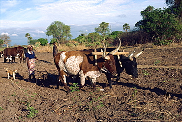 Oxen ploughing field with woman behind, Zambia, Africa