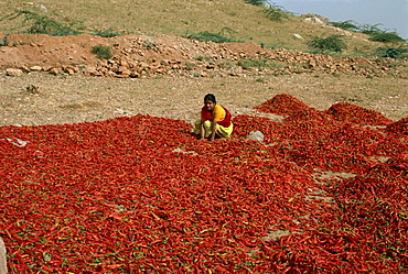 Chillies, Rajasthan state, India, Asia