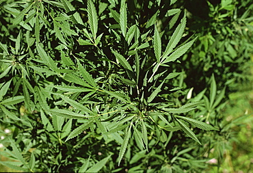 Cannabis plant, Hunza Valley, Pakistan, Asia