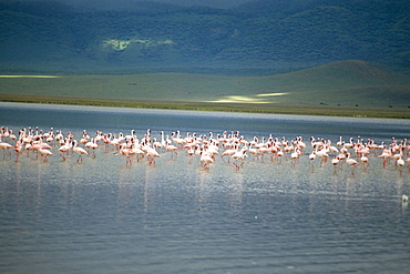 Flamingoes, Serengeti National Park, UNESCO World Heritage Site, Tanzania, East Africa, Africa