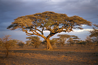 Acacia tree (Acacia Tortilis), Serengeti, Tanzania, East Africa, Africa