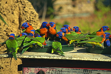 Rainbow lorikeets, Northern Territory, Australia, Pacific