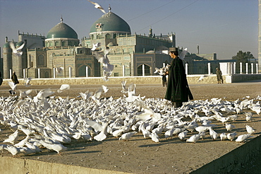 Pigeons at the mosque and shrine of Ali, Mazar-e Sharif, Afghanistan, Asia