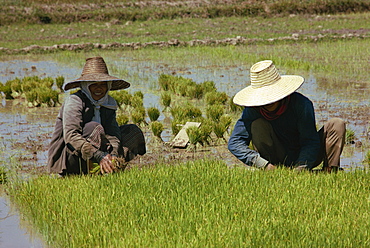 Rice planting, Thailand, Southeast Asia, Asia