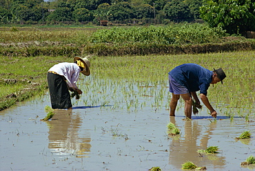 Rice planting, Thailand, Southeast Asia, Asia