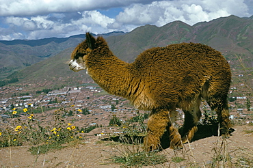 Alpaca, Cuzco, Peru, South America