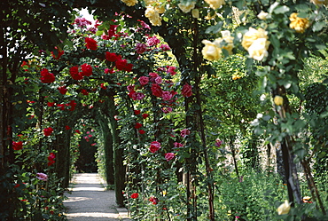 Arches covered with roses, Generalife gardens, Alhambra, UNESCO World Heritage Site, Granada, Andalucia (Andalusia), Spain, Europe