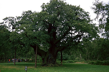 The Major Oak, Sherwood Forest, Nottinghamshire, England, United Kingdom, Europe