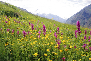 Wild orchids flowering in a meadow in the Himalayas south of Keylong, Himachal Pradesh, India