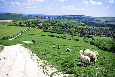 Sheep on the South Downs near Lewes, East Sussex, England, United Kingdom, Europe