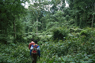 Tracking mountain gorillas, Bwindi Impenetrable Forest, UNESCO World Heritage Site, Uganda, East Africa, Africa