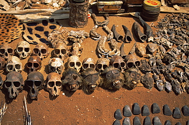 Primate skulls for sale in the market at Vogan, Togo, West Africa, Africa