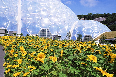 Sunflowers and the humid tropics biome, The Eden Project, near St. Austell, Cornwall, England, United Kingdom, Europe