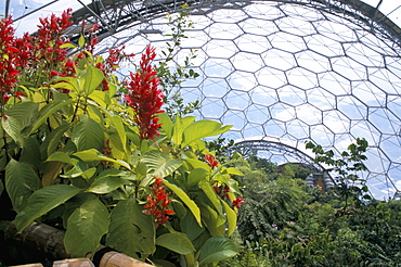 Inside the Humid Tropics biome, the Eden Project, Cornwall, England, United Kingdom, Europe