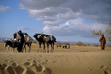 Camels and donkey being led from the well on desert trek, Draa Valley, Morocco, North Africa, Africa