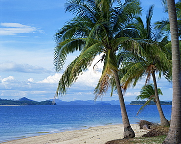 Palm trees on the beach of Pearl Island, Phuket, Thailand, Southeast Asia, Asia