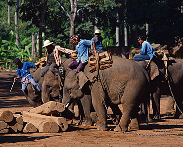 Elephants at work moving logs at Chiang Mai, Thailand, Southeast Asia, Asia